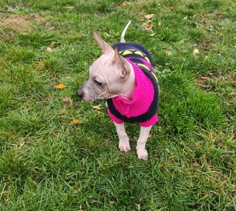 Americký bezsrstý teriér s PP FCI - 6