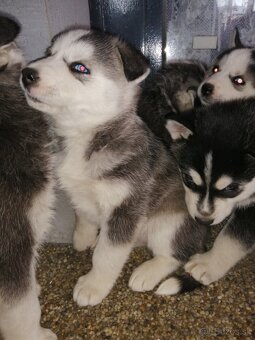 Sibirsky húsky - 6