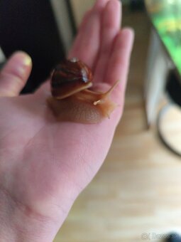 Achatina africké slimáky - 6