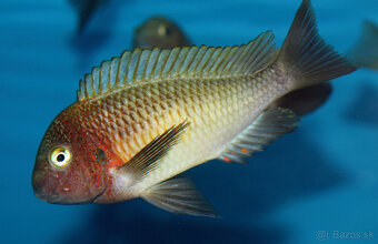 Tropheus dubois maswa , moliro , nkonde , bemba - 6