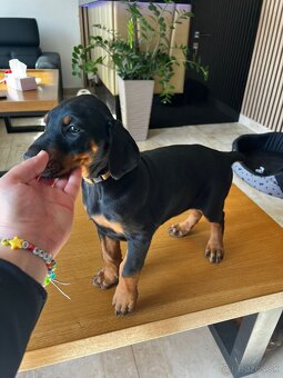 Doberman - 6