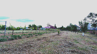 Rovinatý a slnečný pozemok v pokojnej obci Kašov - 6