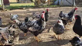 Wyandotky kohúty - 6
