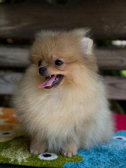 Pomeranian Mini fenečka PP FCI - 6