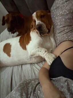 Basset fenka za symbolickú cenu - 6