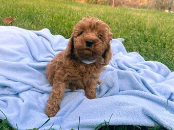 Pudel / pudlík - trpaslíči, šteniatka chlapci - 6