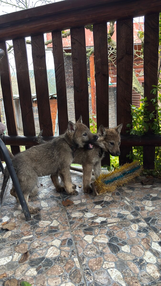 Šteniatka- Československý vlčiak - 7