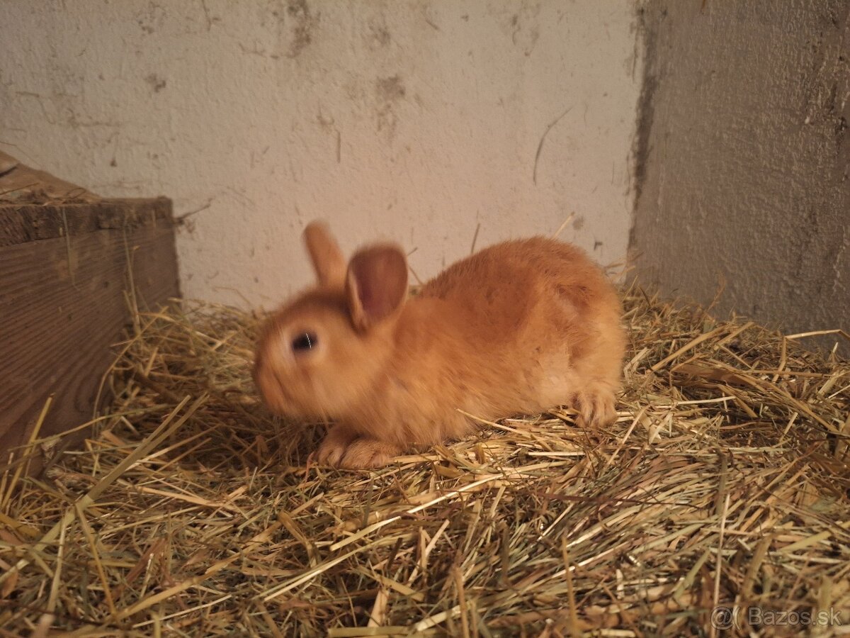 Predávam zakrslé králiky - 7