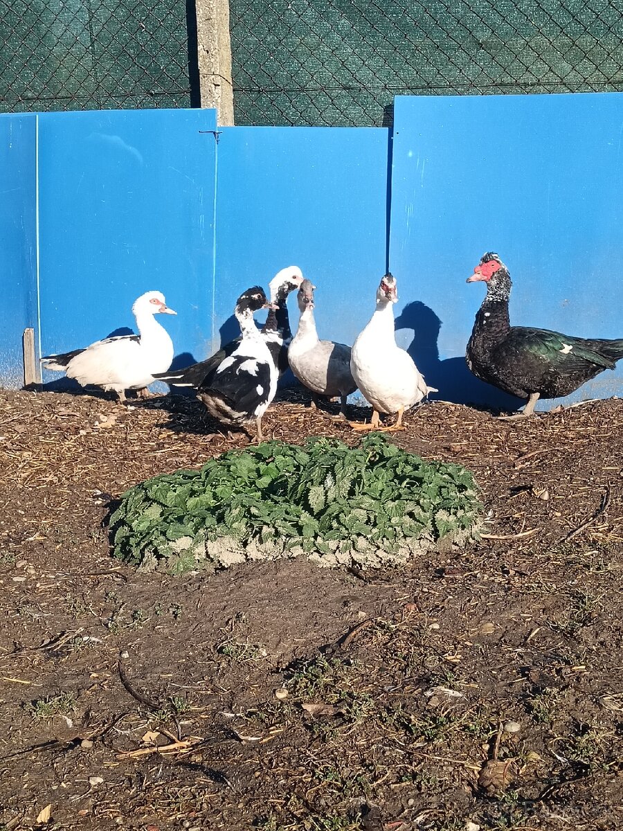 čínske kačice - 7