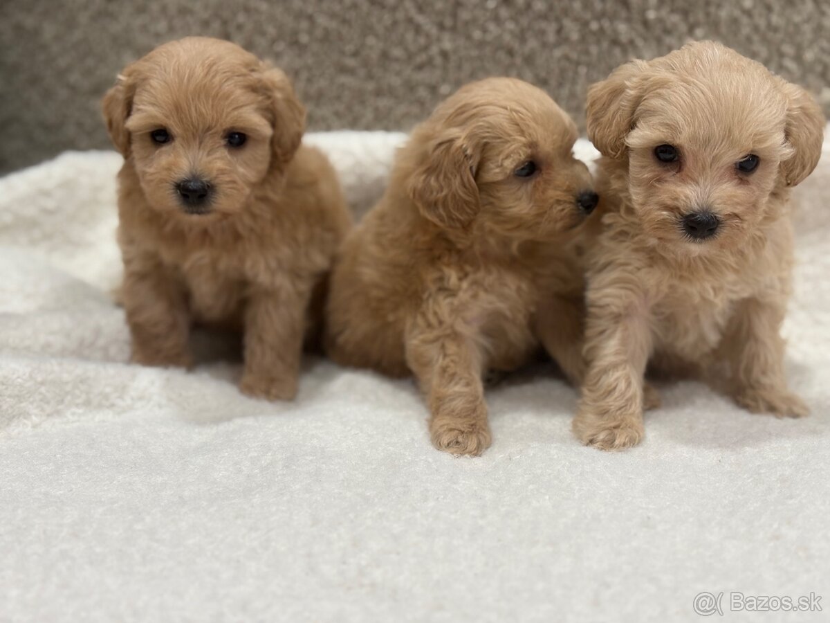 Maltipoo - 7