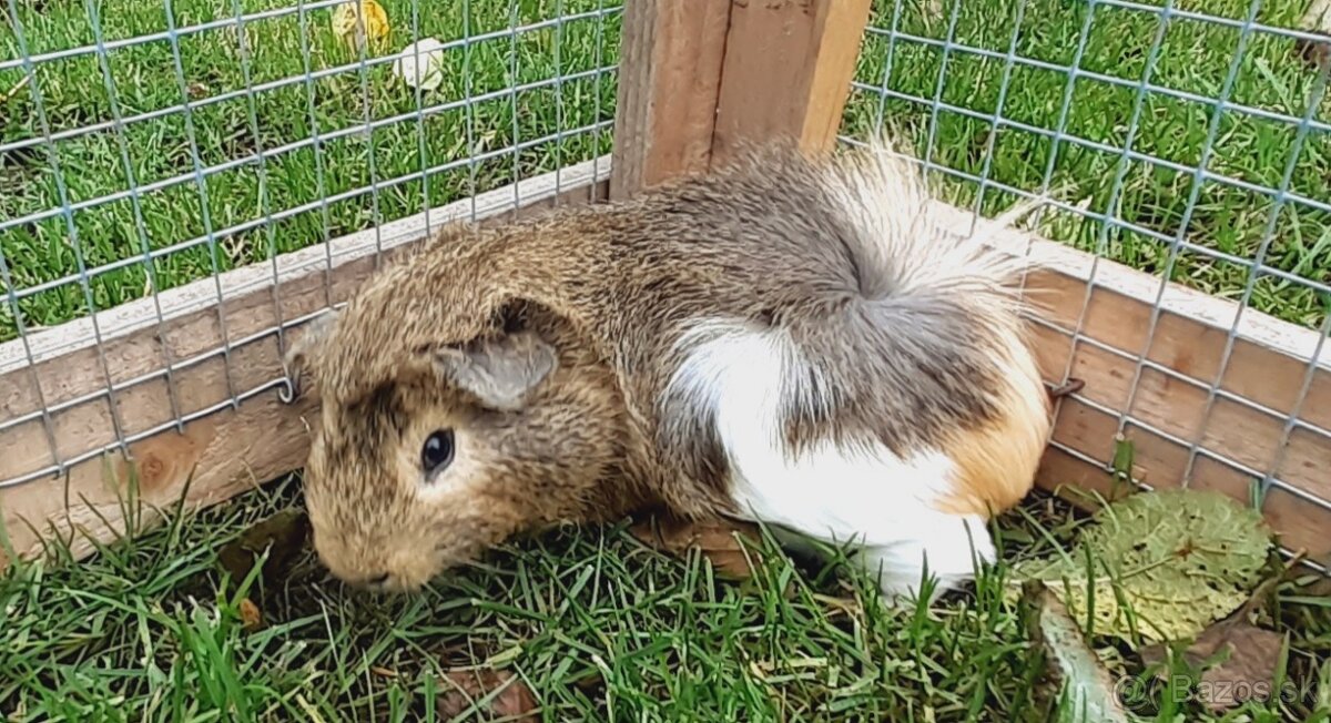 Morské prasiatka - 7