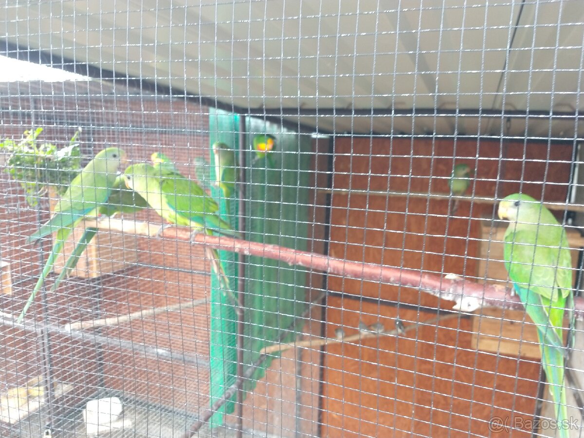 Papagáj nádherný - 7