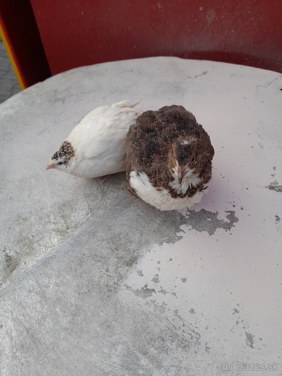 Prepelice japonské-sliepky - 7