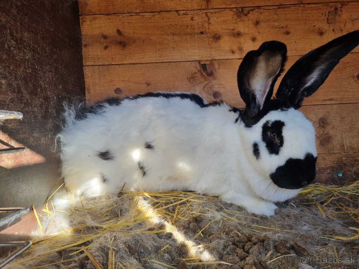 NOS ,FRANCUZSKY BARAN - 7