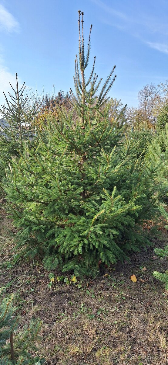 Živé smreky🎄 ako Vianočný stromček🎄 - 7