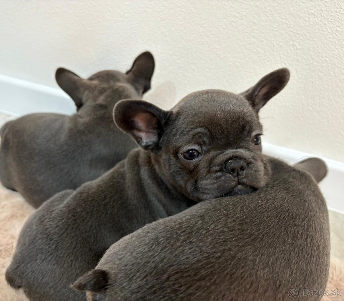 Francúzsky buldoček, buldog - 7