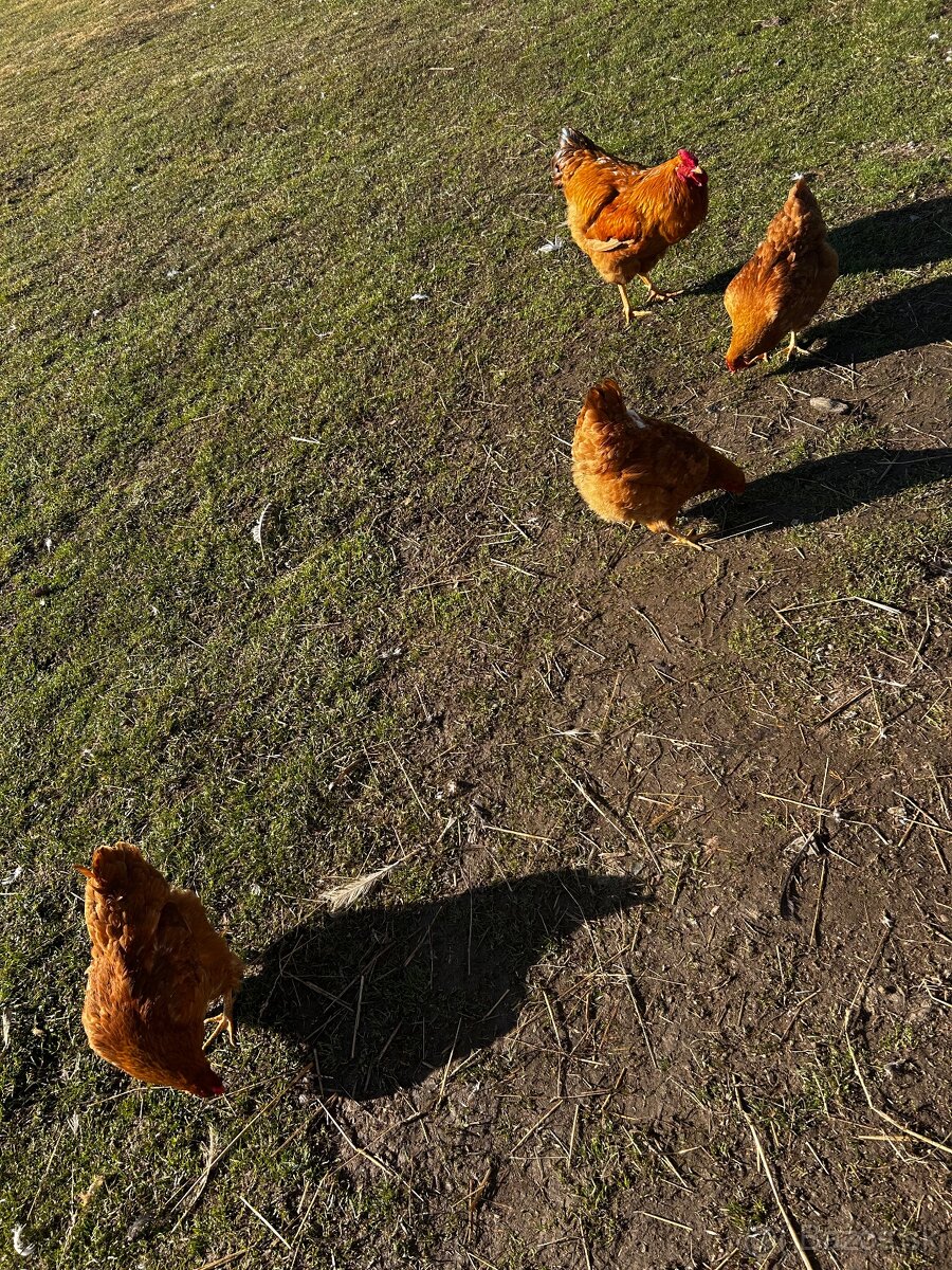 Chovný kmeň Oravka - 7