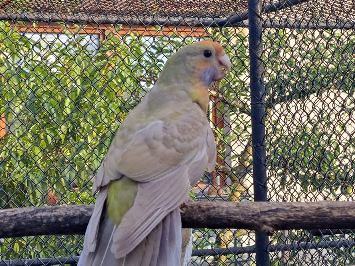 Rozela penant - 7