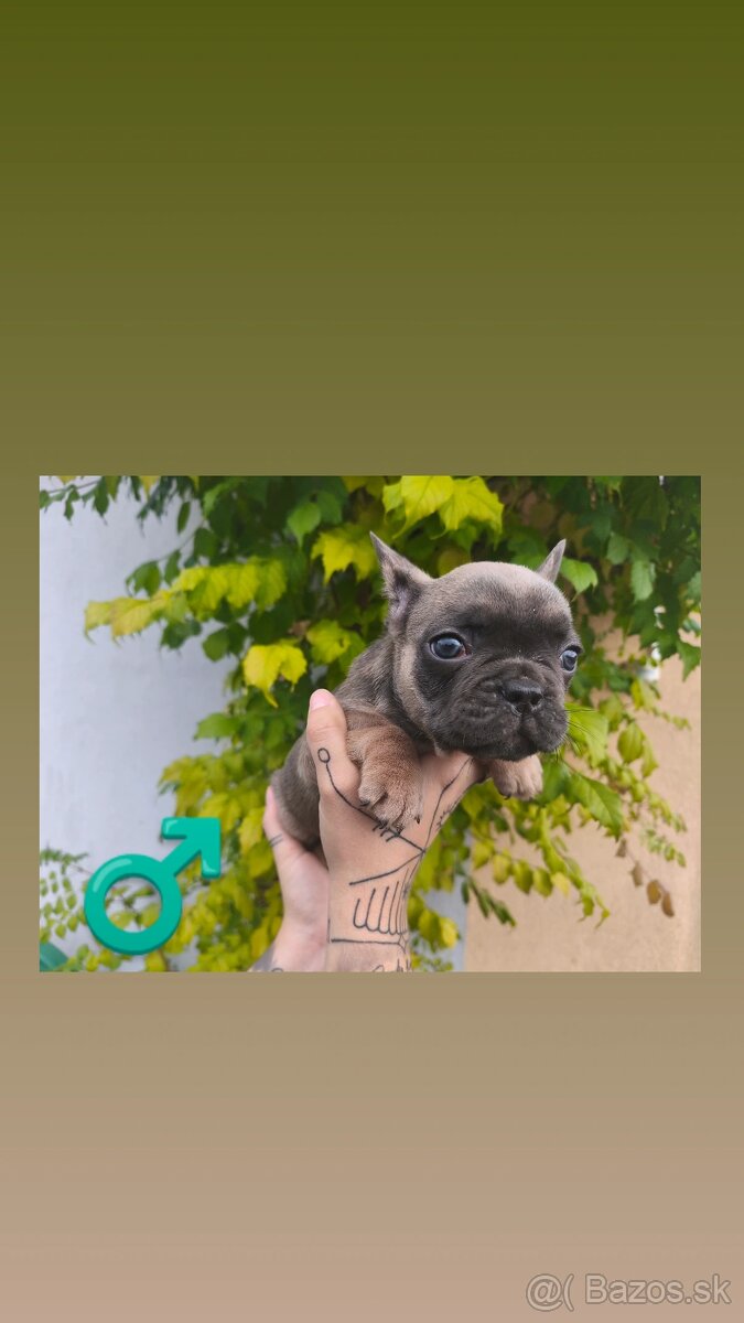 Francúzsky Buldoček - 7