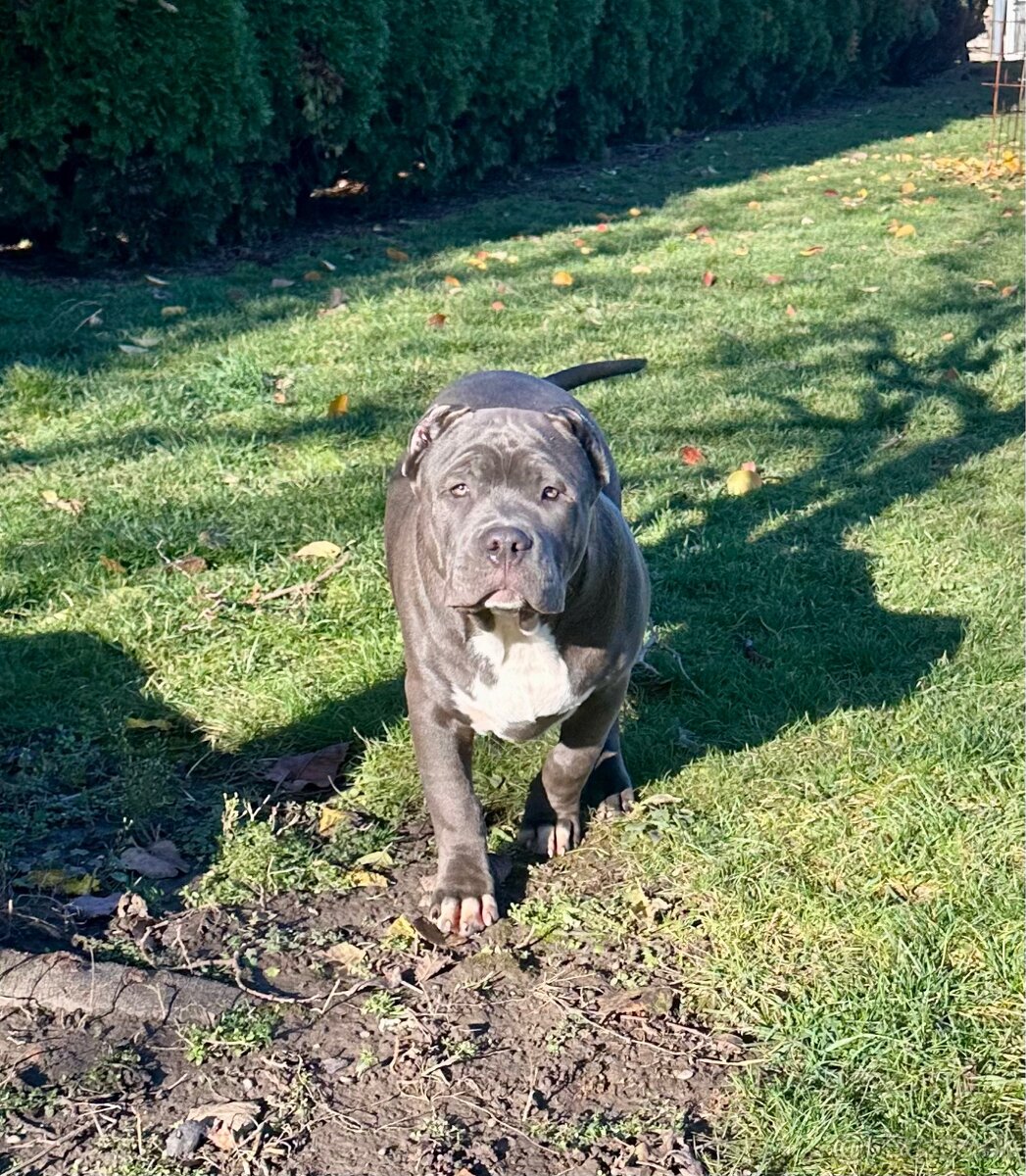 American Bully XL - 7