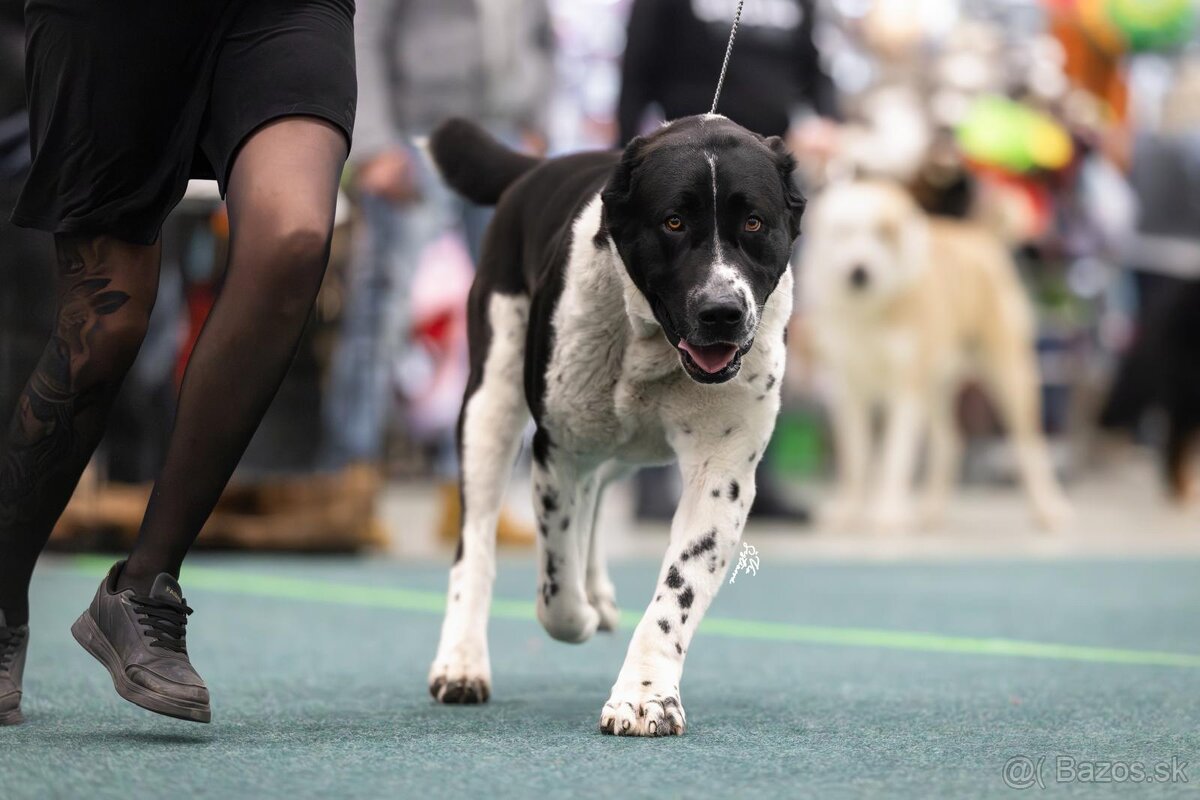 Stredoázijský ovčiak SAO s PP - 7