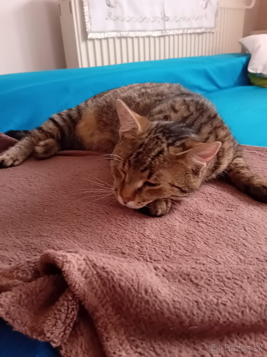 Darujem kocúrov - 7