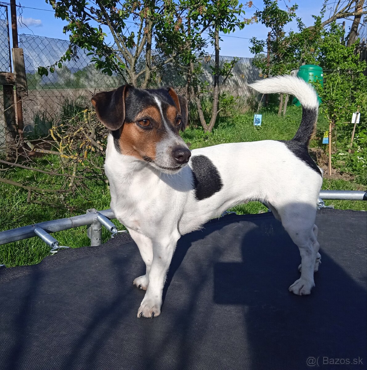 Šteniatka Jack Russell - 7