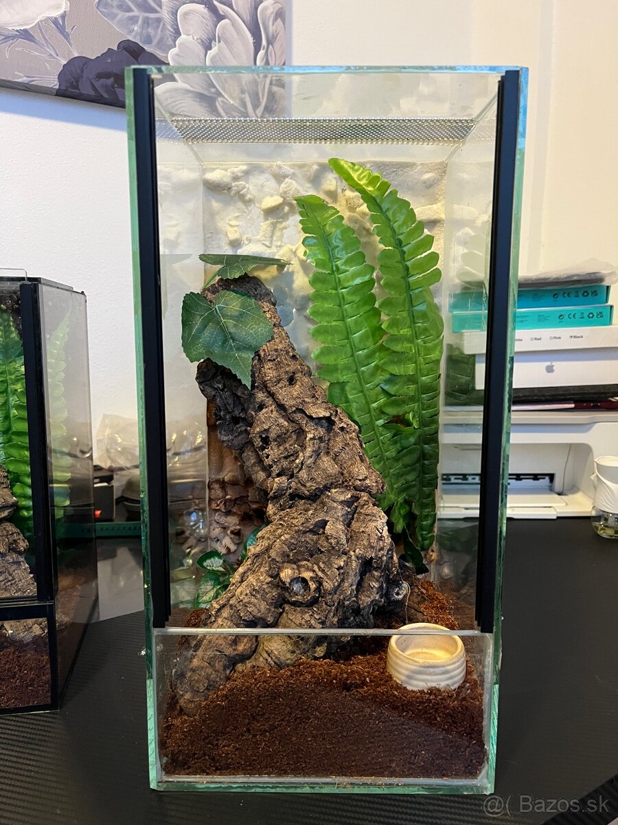 Terária + Acanthoscurria geniculata - 7