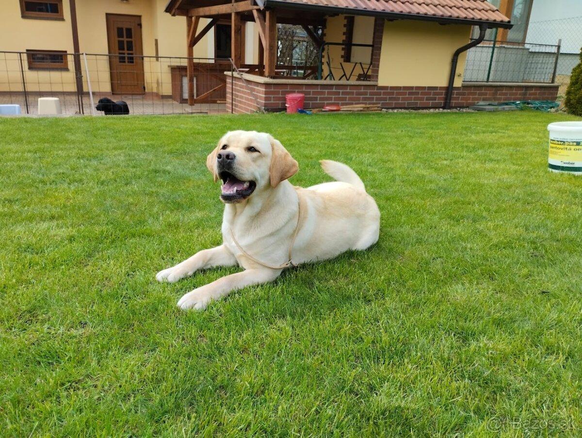 Labrador štěňátka s PP - 7