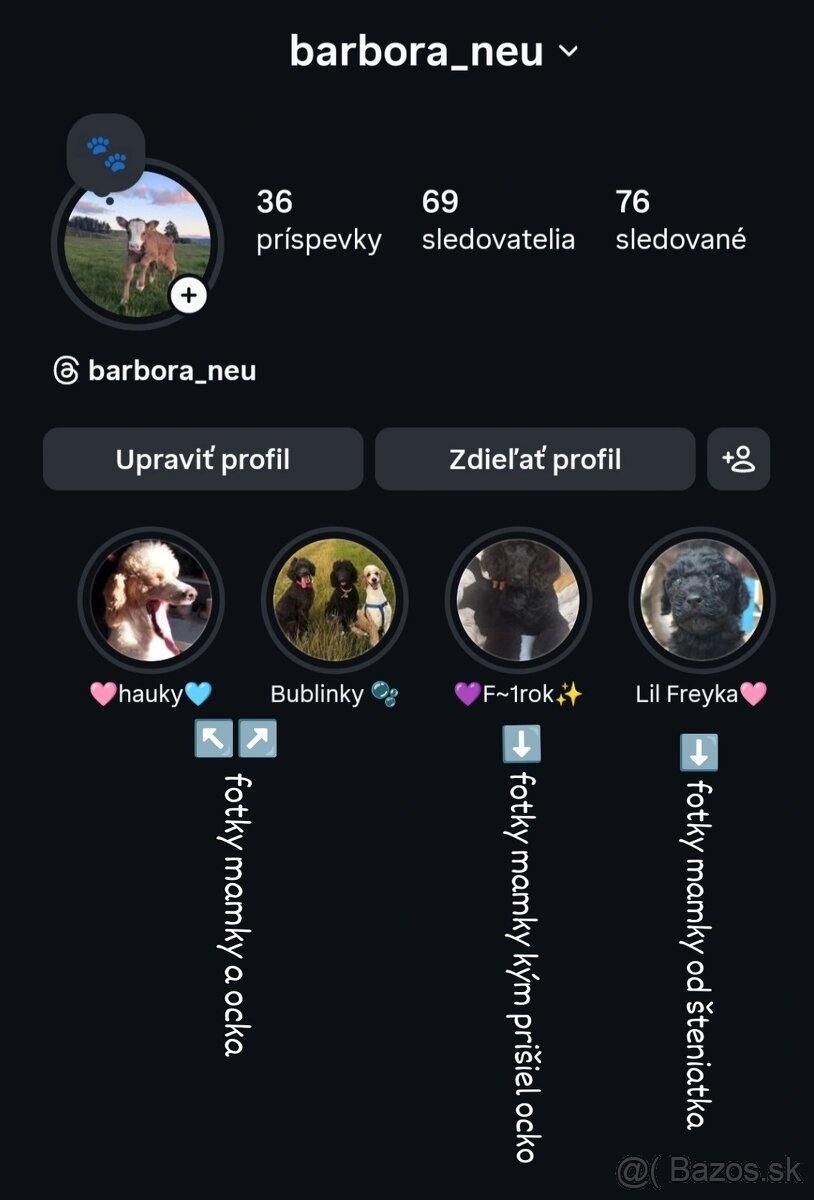 Labradoodle F1bb - 7