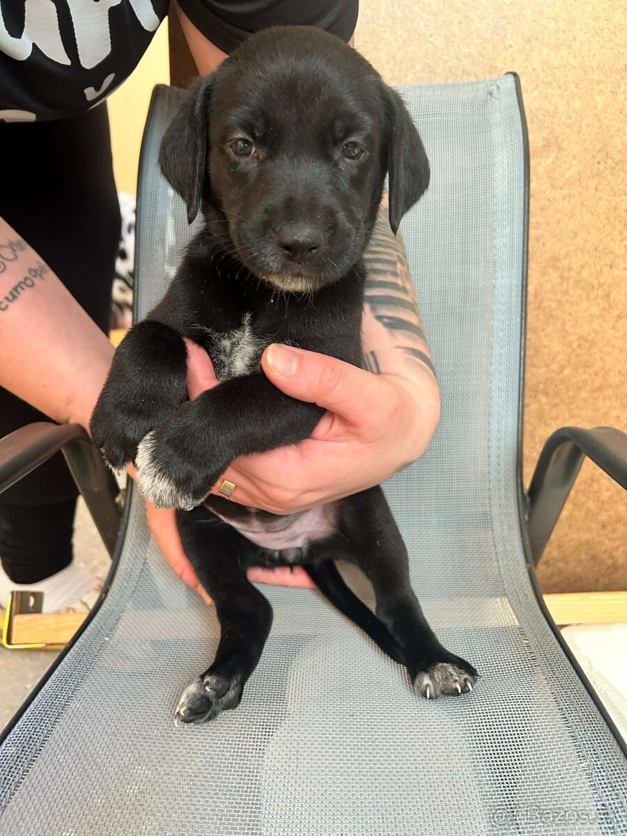 🐶 Šteniatka – krížence, len do dobrých rúk - 7
