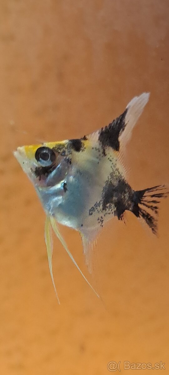 Skalar ,,gold marble" - 7