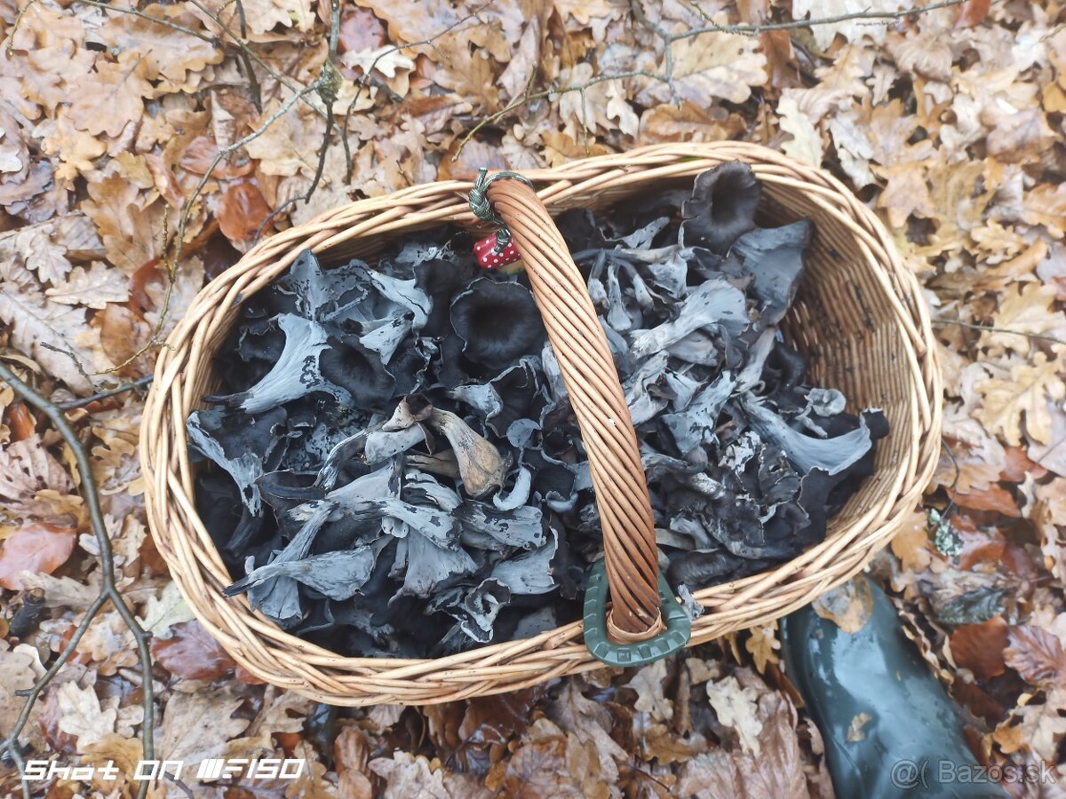 Lievik trúbkovitý (Craterellus cornucopioides) sušený - 7