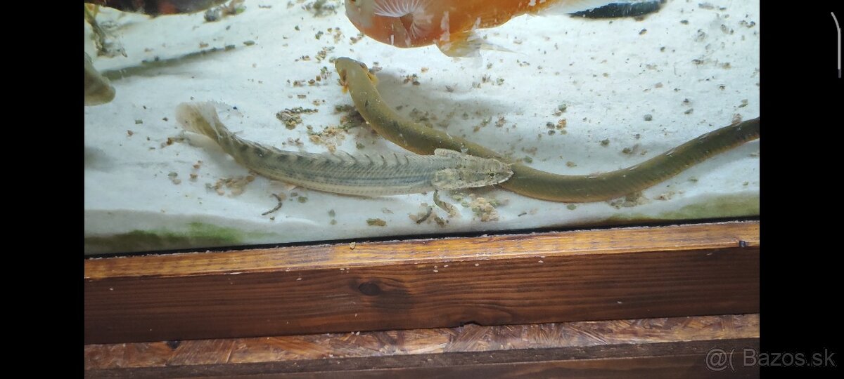 Ruším akvarium - 7