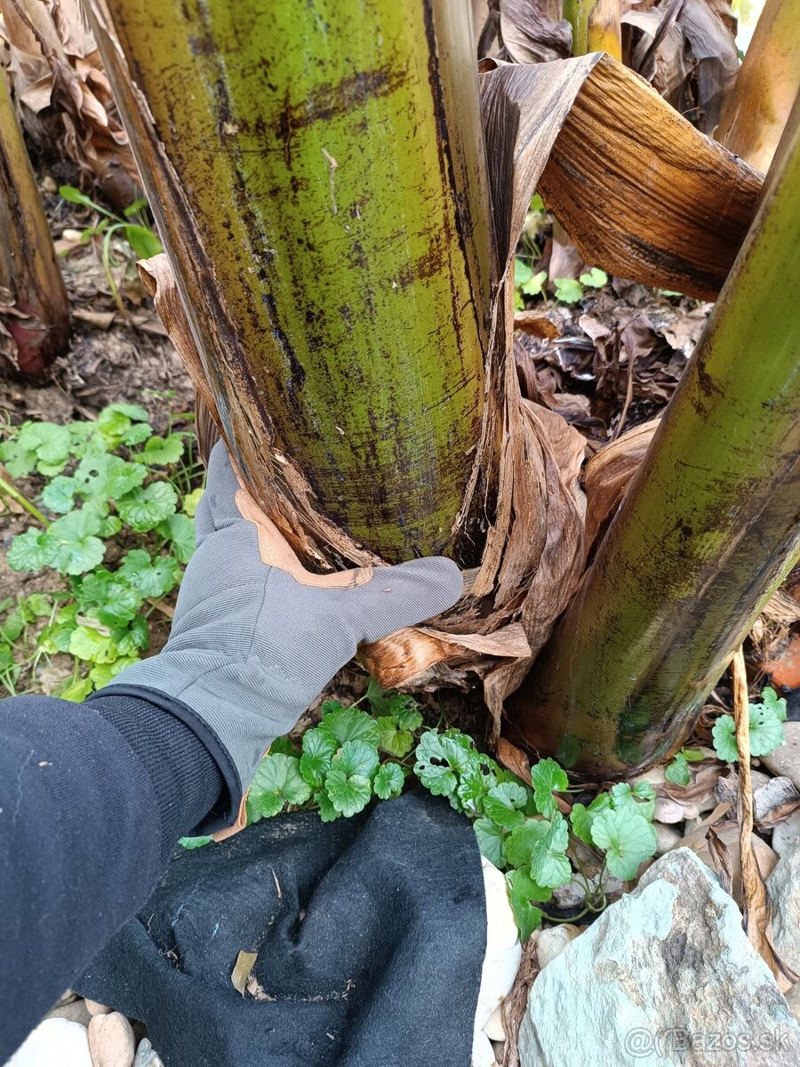 Musa basjoo - mrazuvzdorný banánovník - 7