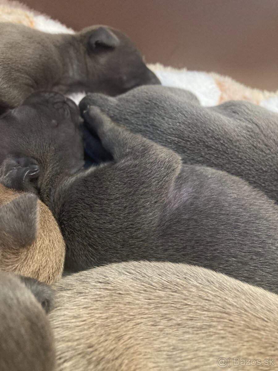 Talianský chrtík s rodokmenem CFI - 7