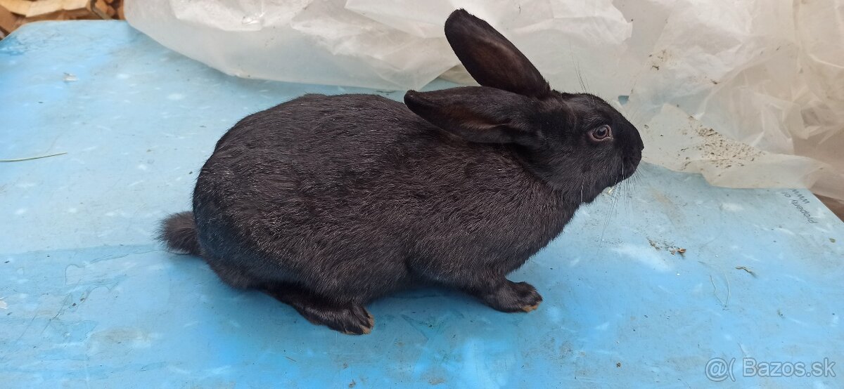 Predám králiky 4,5 mesačne - 7