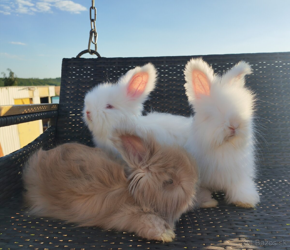 Anglická angora - 7