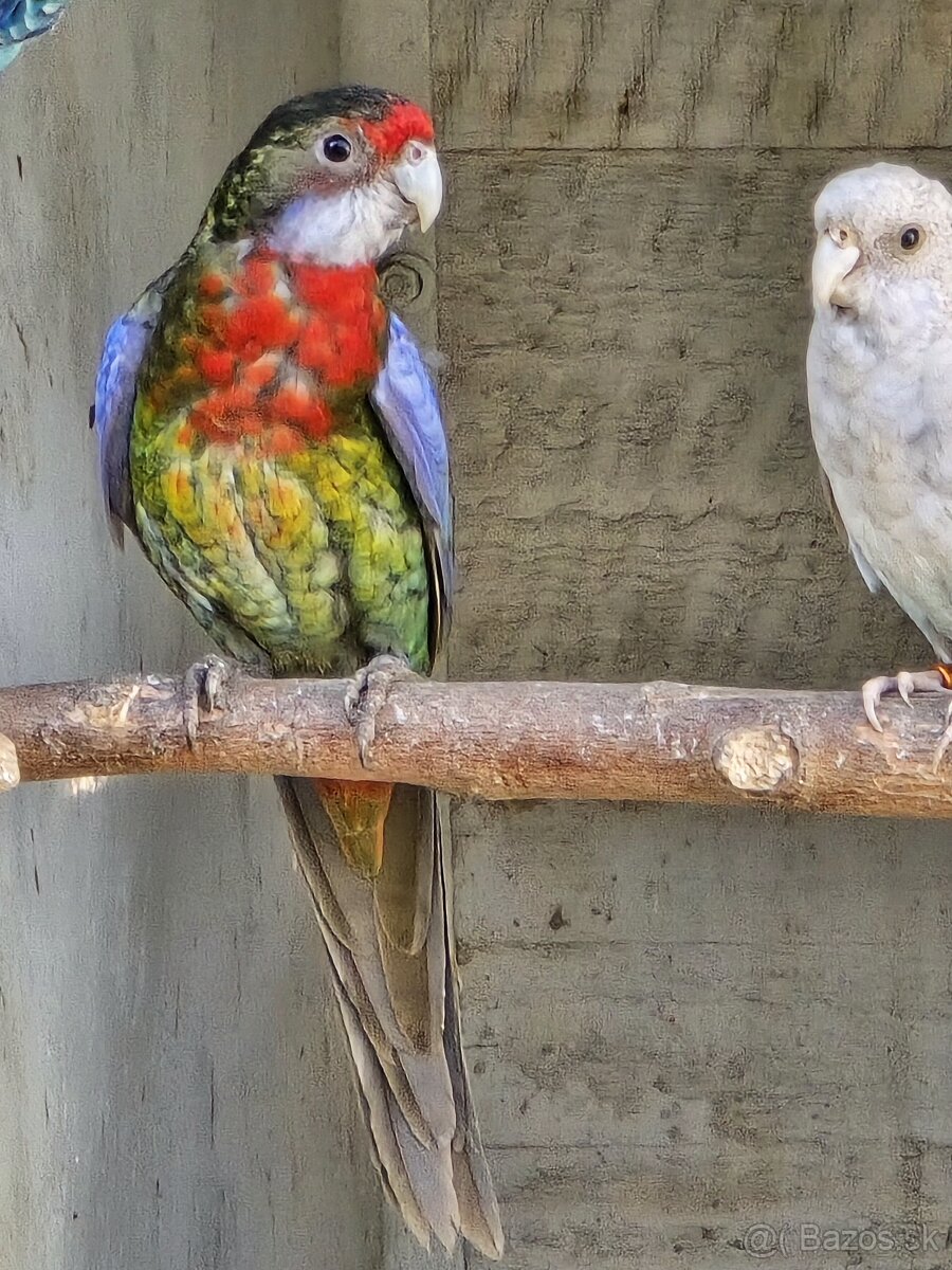 Predám alebo vymením rozeli pestré - 7