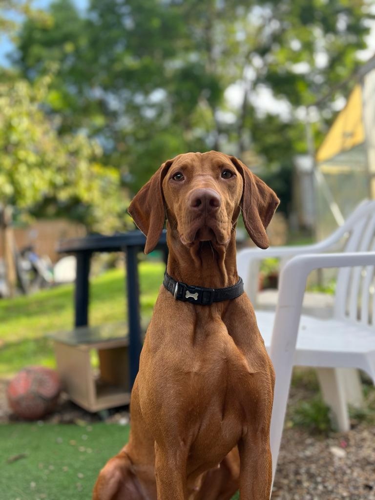 Maďarské "vizsla" šteniatká - 7