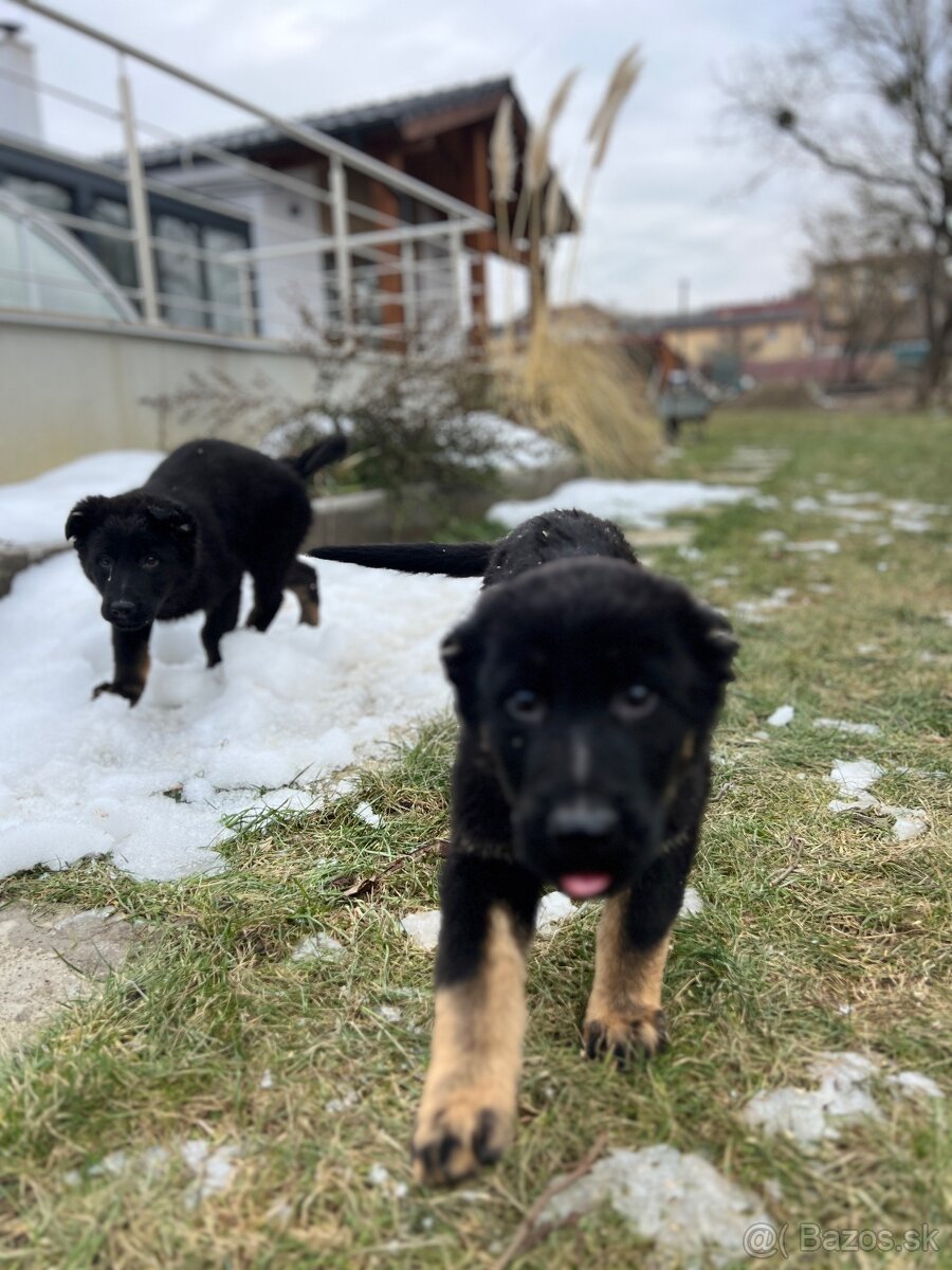 Nemecký ovčiak šteniatka - 7