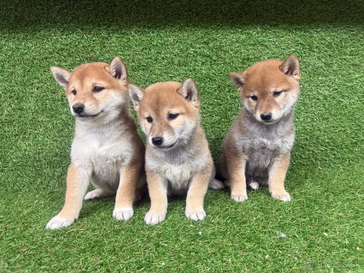 Shiba inu, Šiba inu - 7
