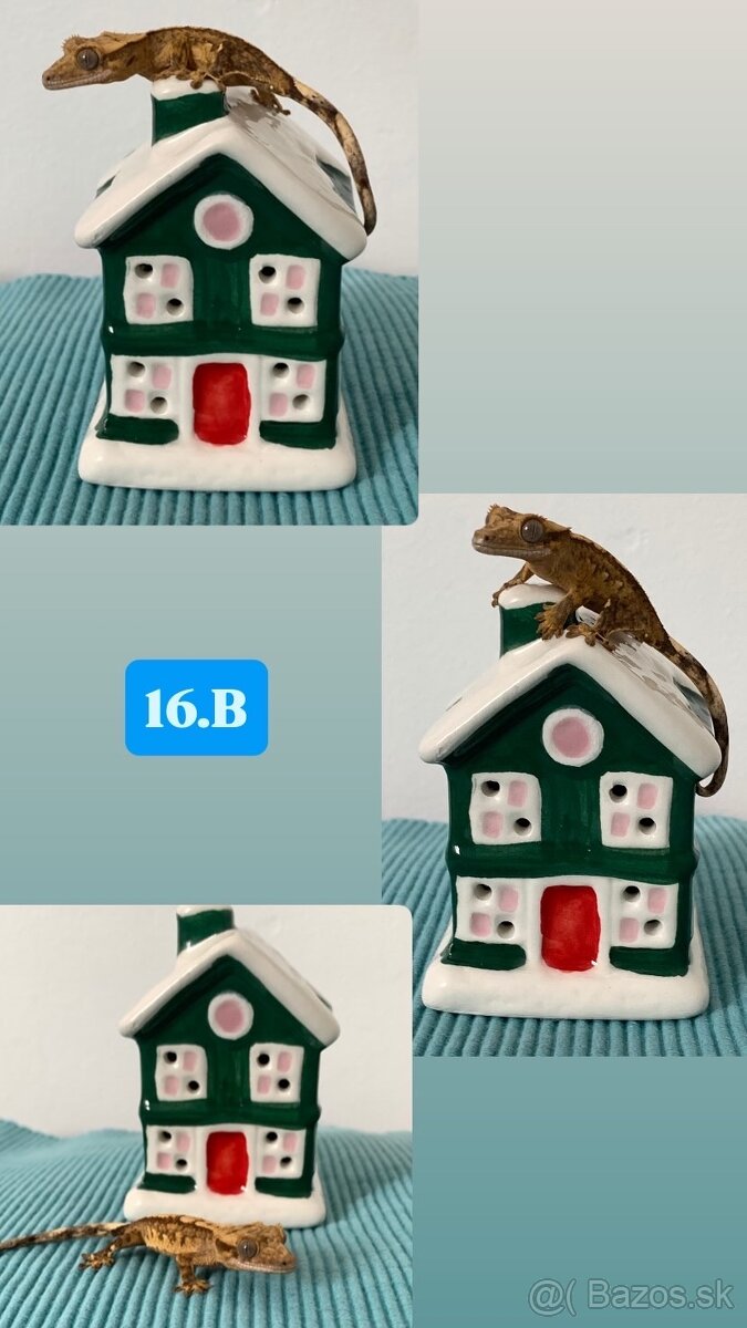 Pagekon riasnaty - 7