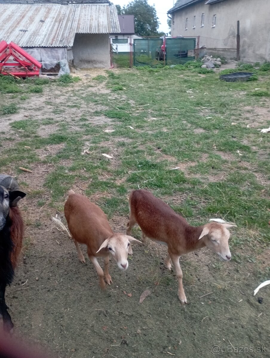 Predám Kamerunske ovce - 7