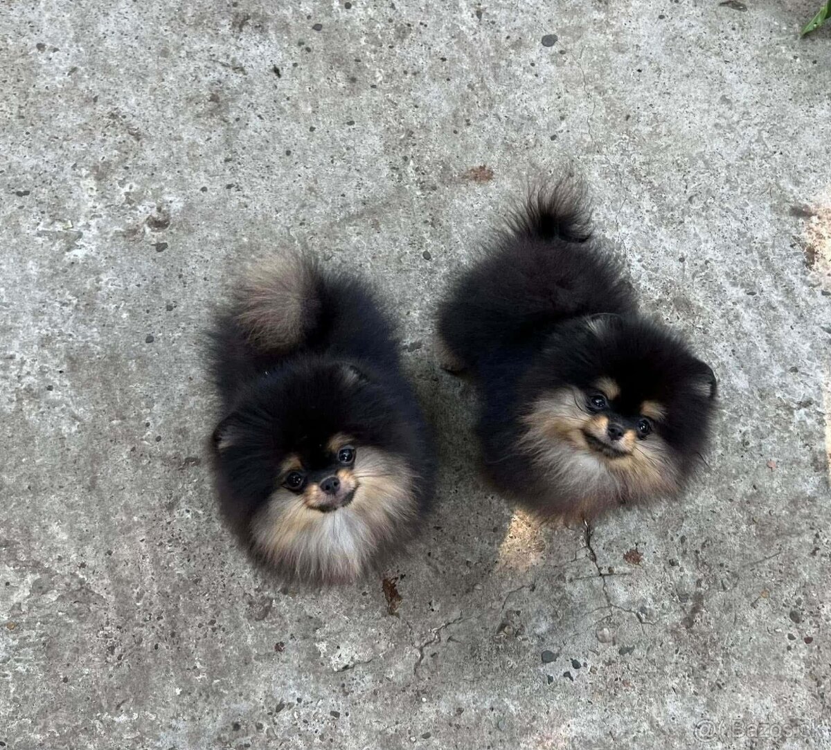 Pomeranian mini - 7
