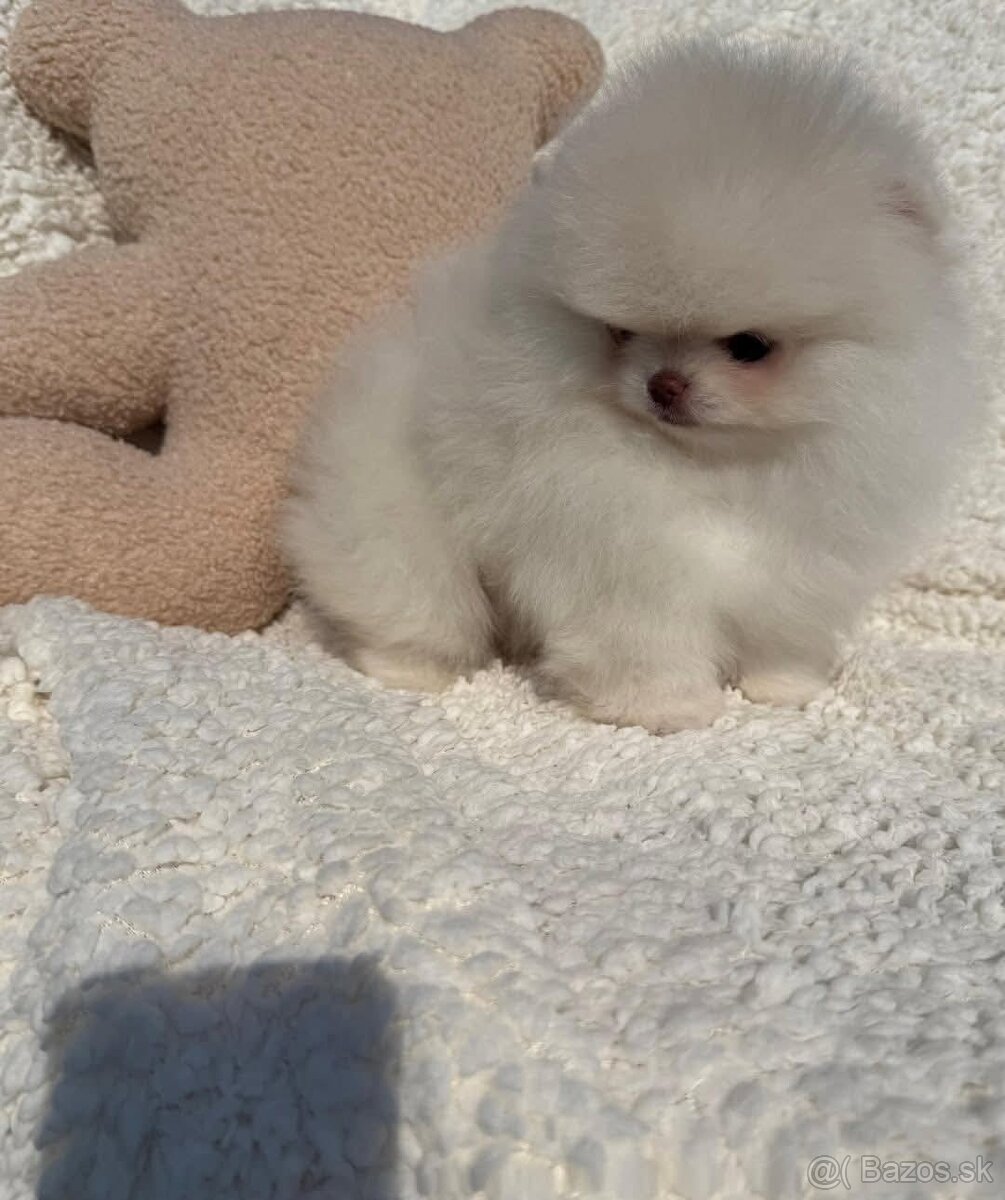 Pomeranian mini - 7