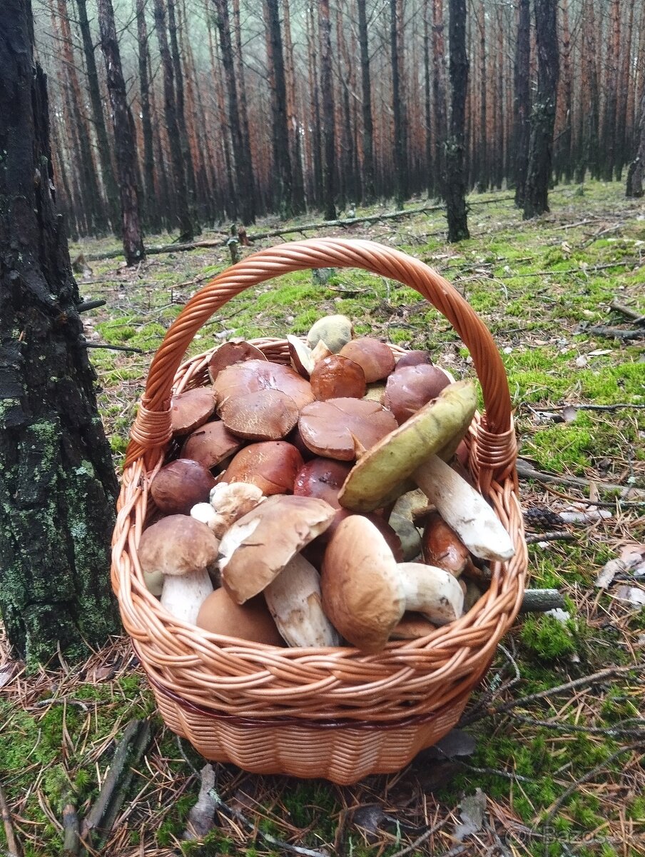 Sušené lesné hriby - 7