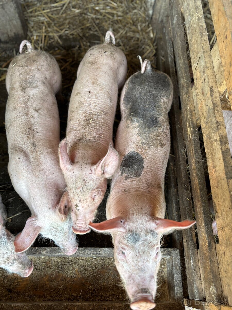 Predám Prasnica 2,50€ /kg - 7