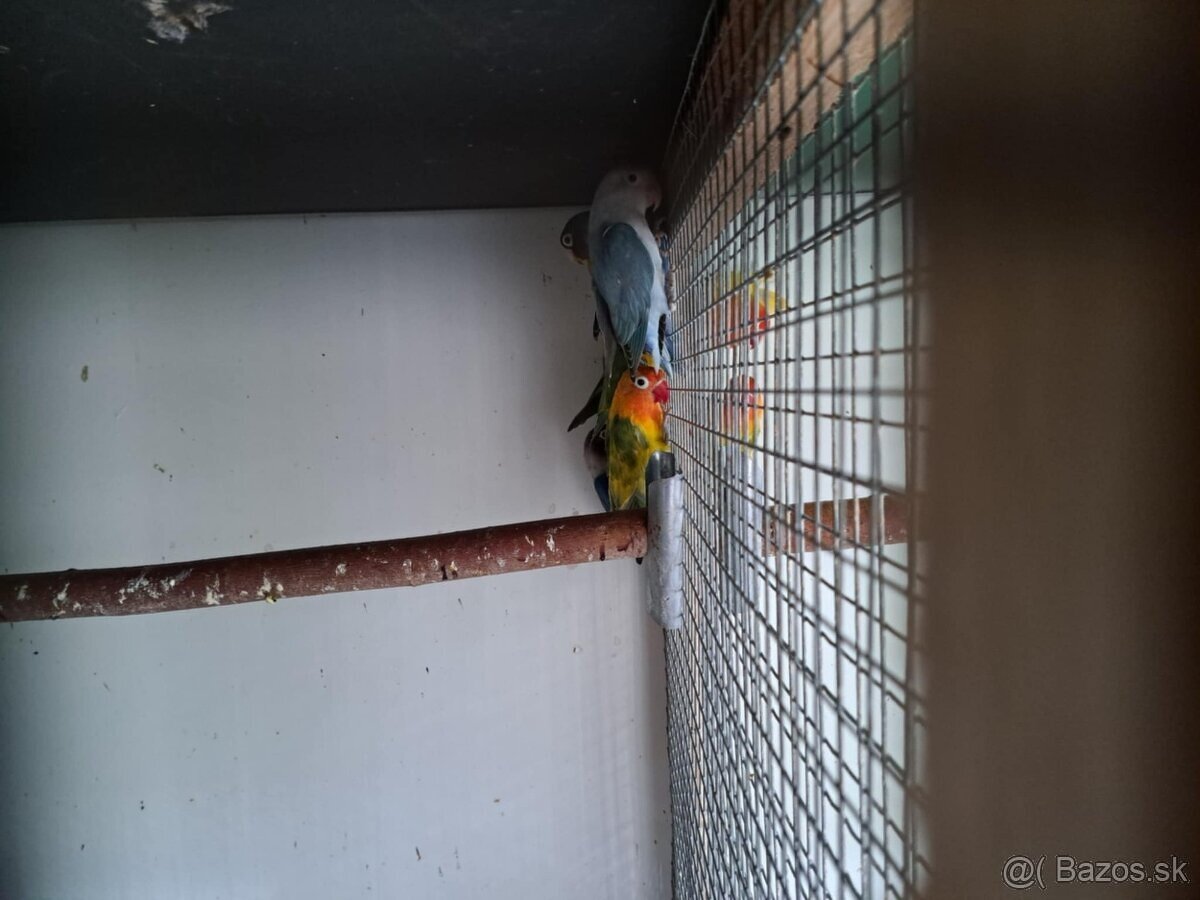 2025-Agapornis Fisher Samček aj Samička. - 7