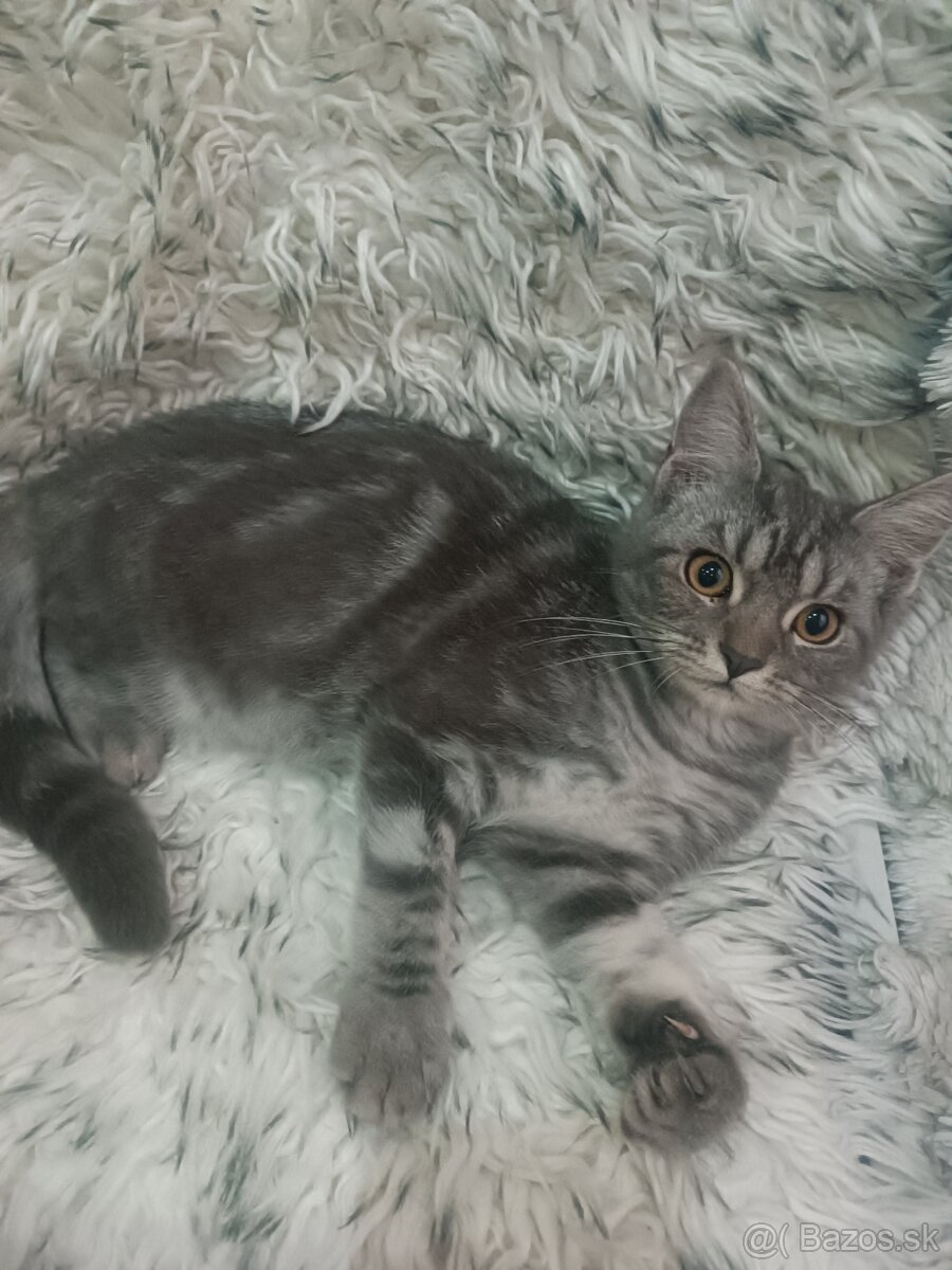 Britske maciatka - 7